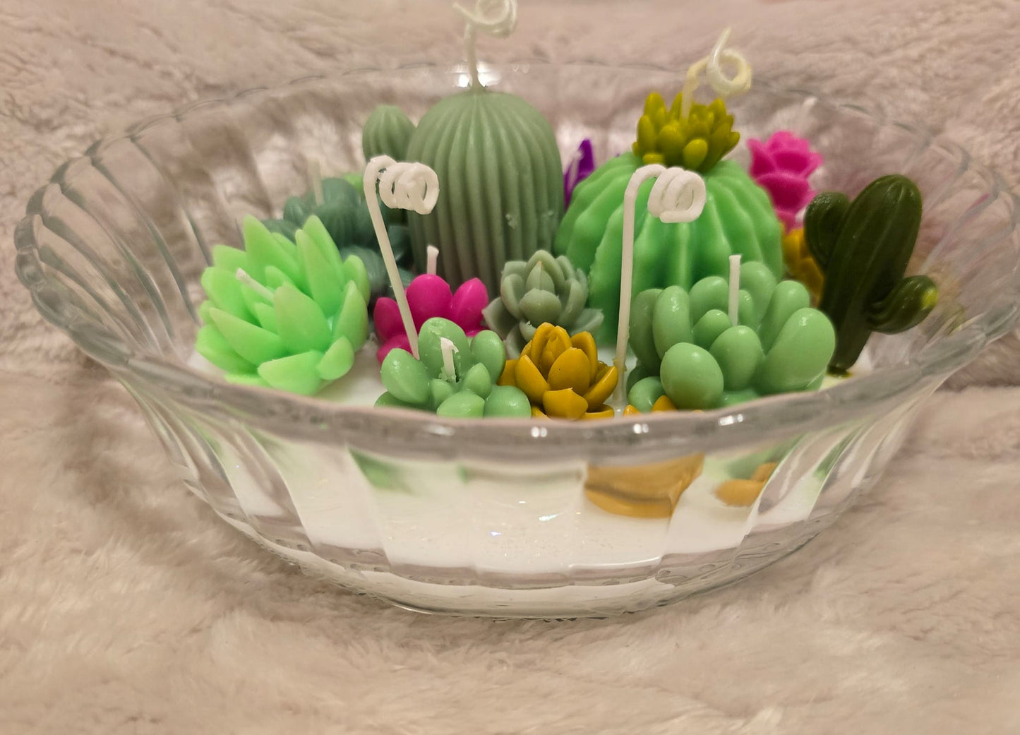 Vela Terrario