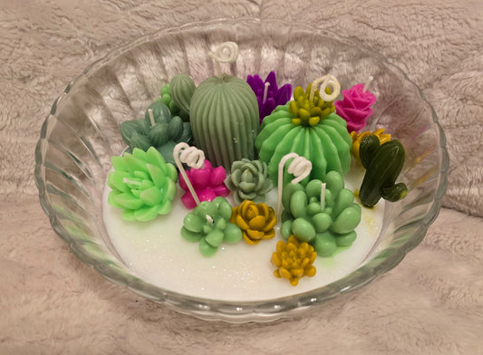 Vela Terrario